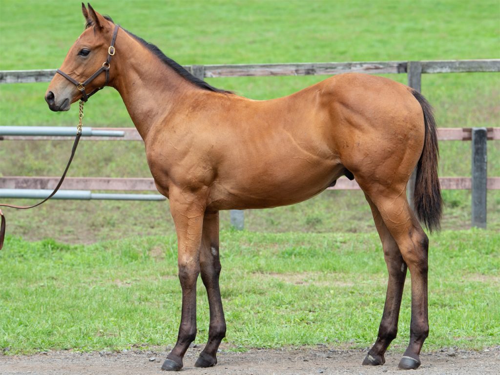 サンライズシェル21公式211104