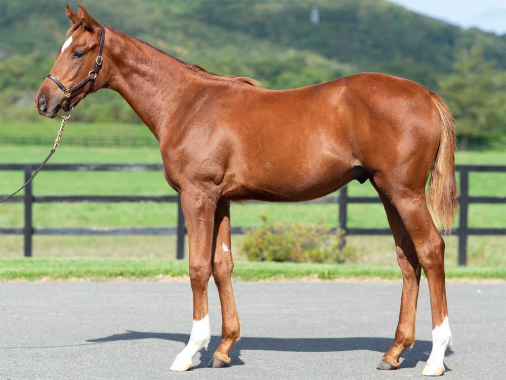 ステラエージェント公式211104