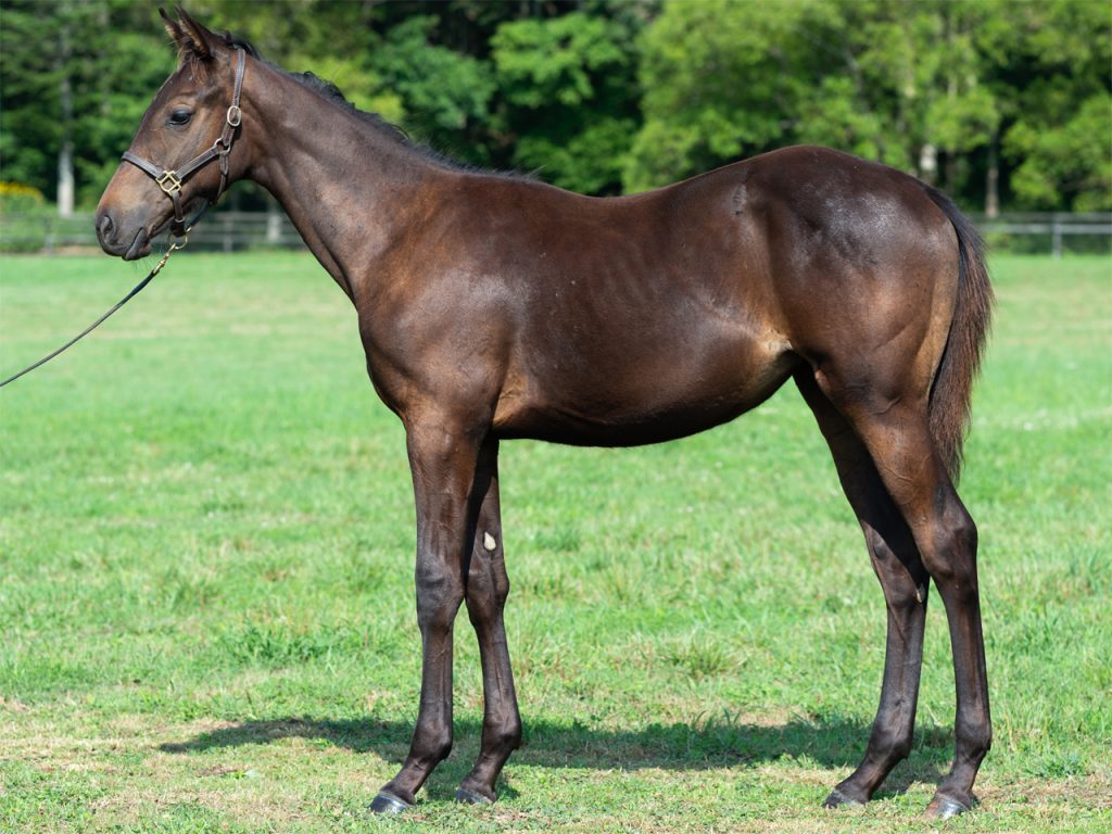 デプロマトウショウ21公式211104