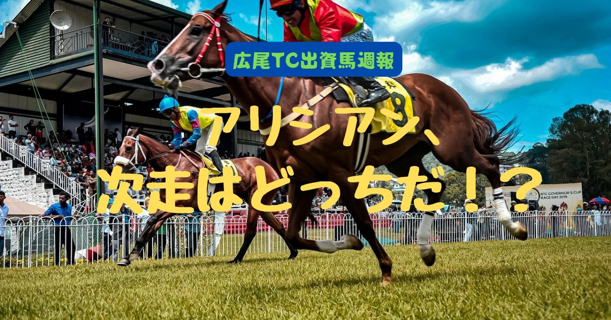 アリシアン、次走はどっちだ！？