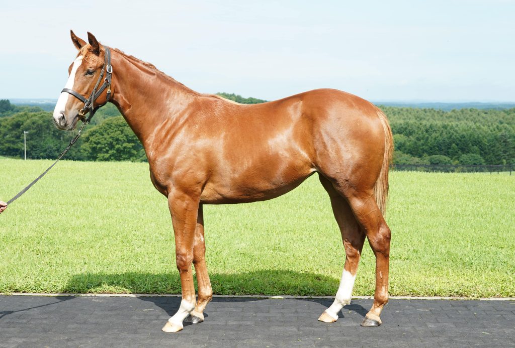 ミレーレ募集写真