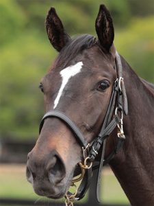 ソアヴィータ220610