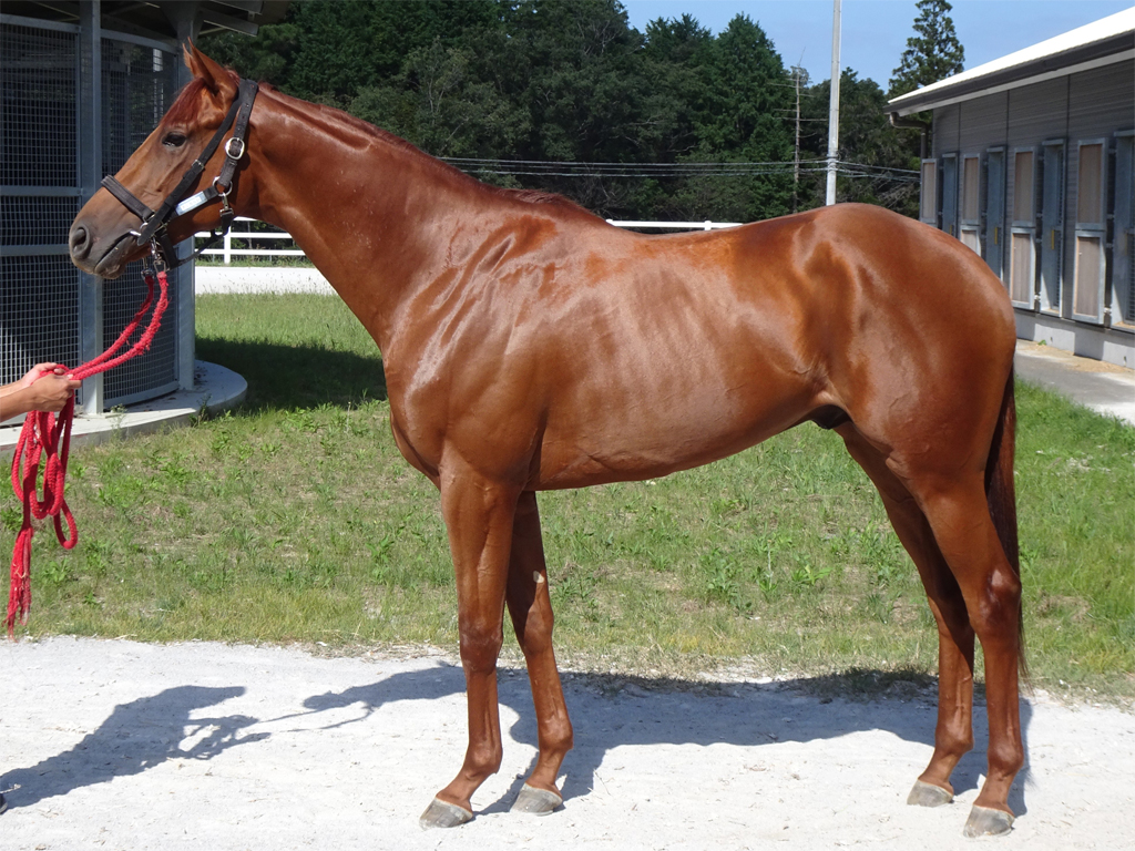 ドンカルロ220926