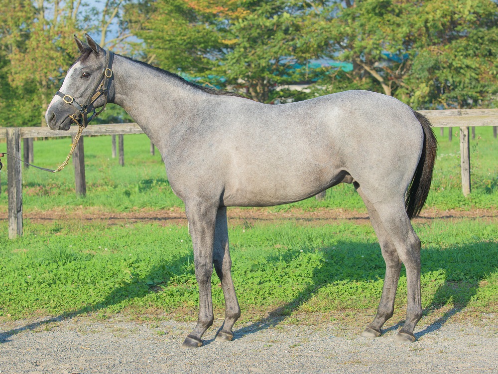 ブーケドロゼブルー21・221011