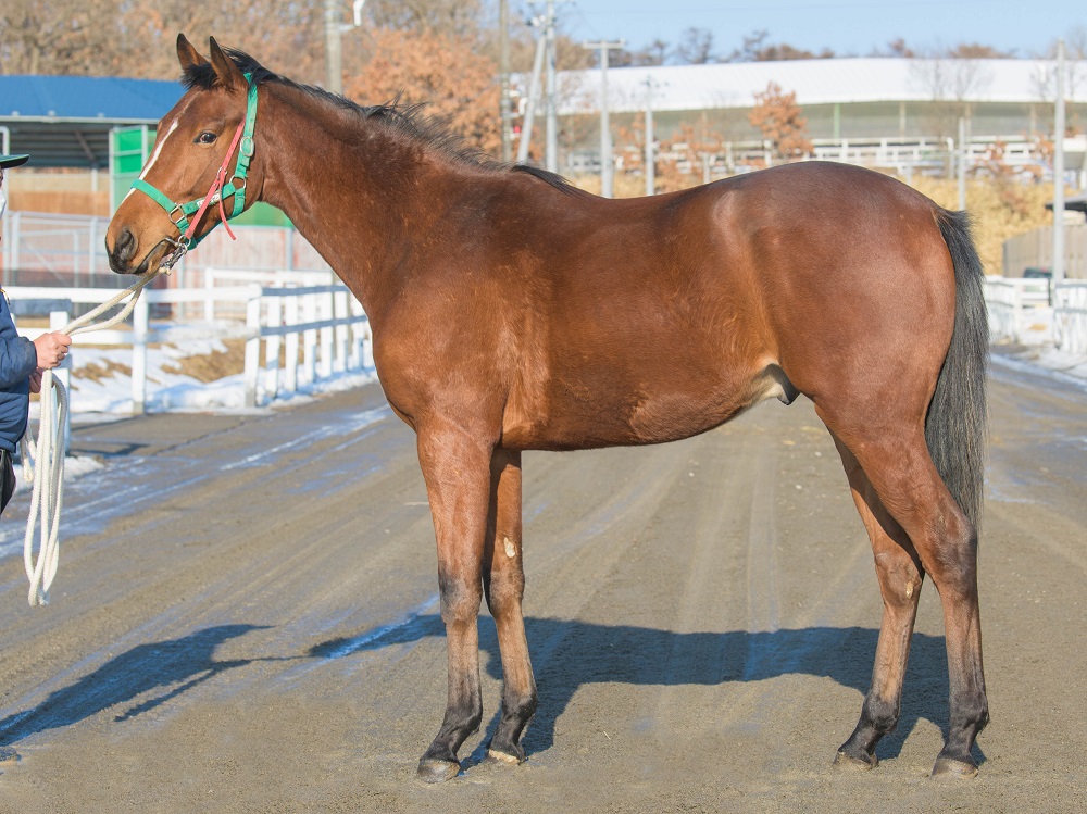 トレサンセール21