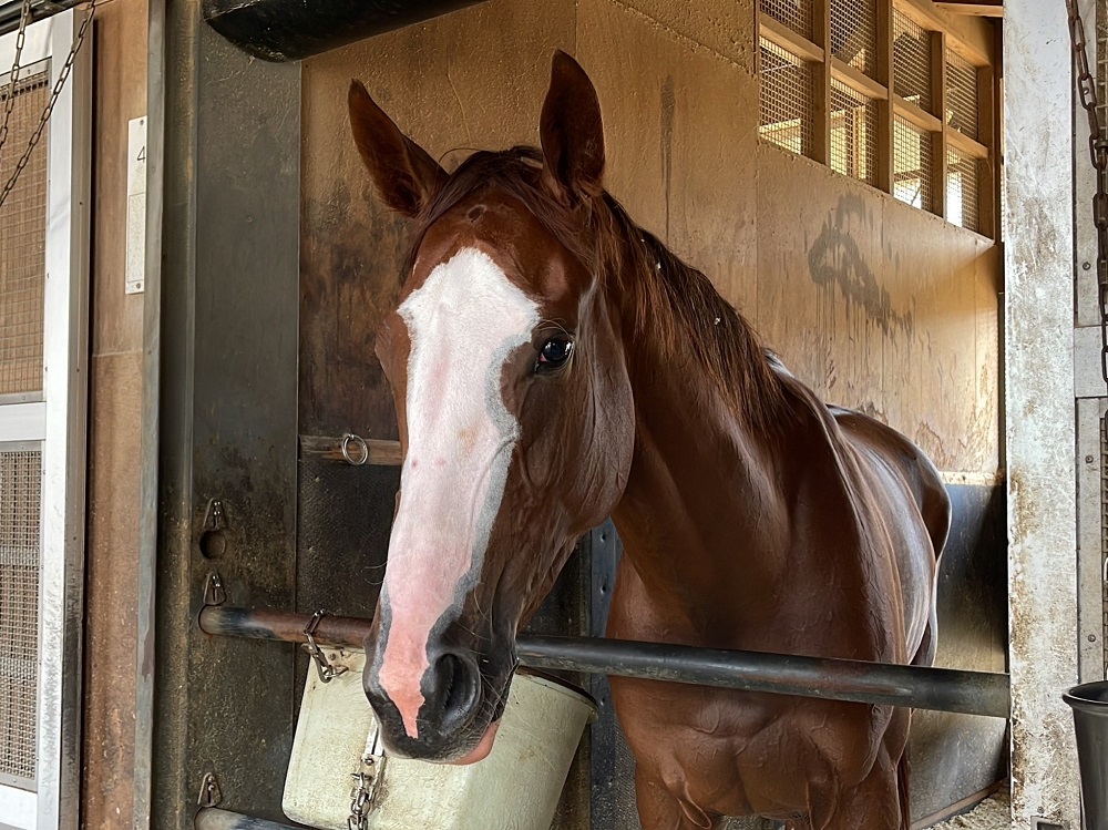 スウィープフィート230809