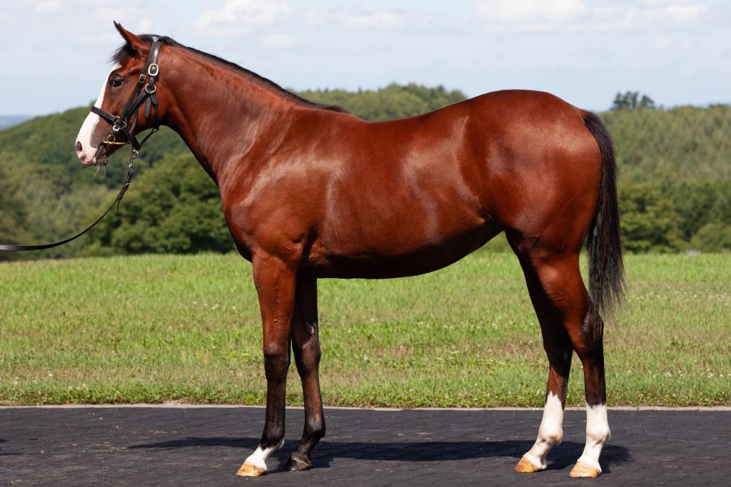 デザートオブライフ22