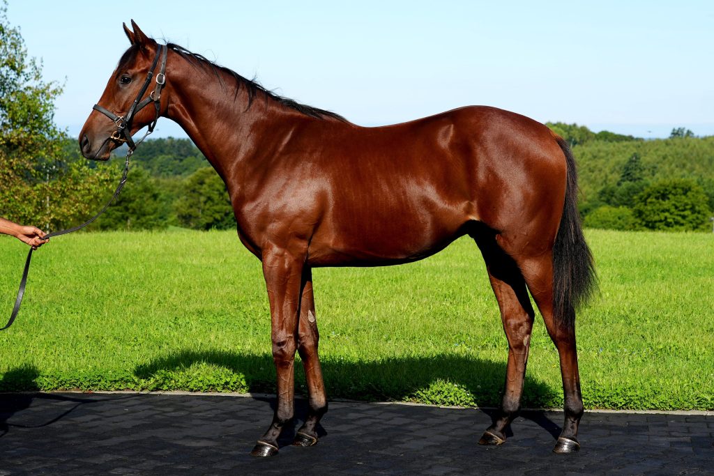 ファハンミューラ22