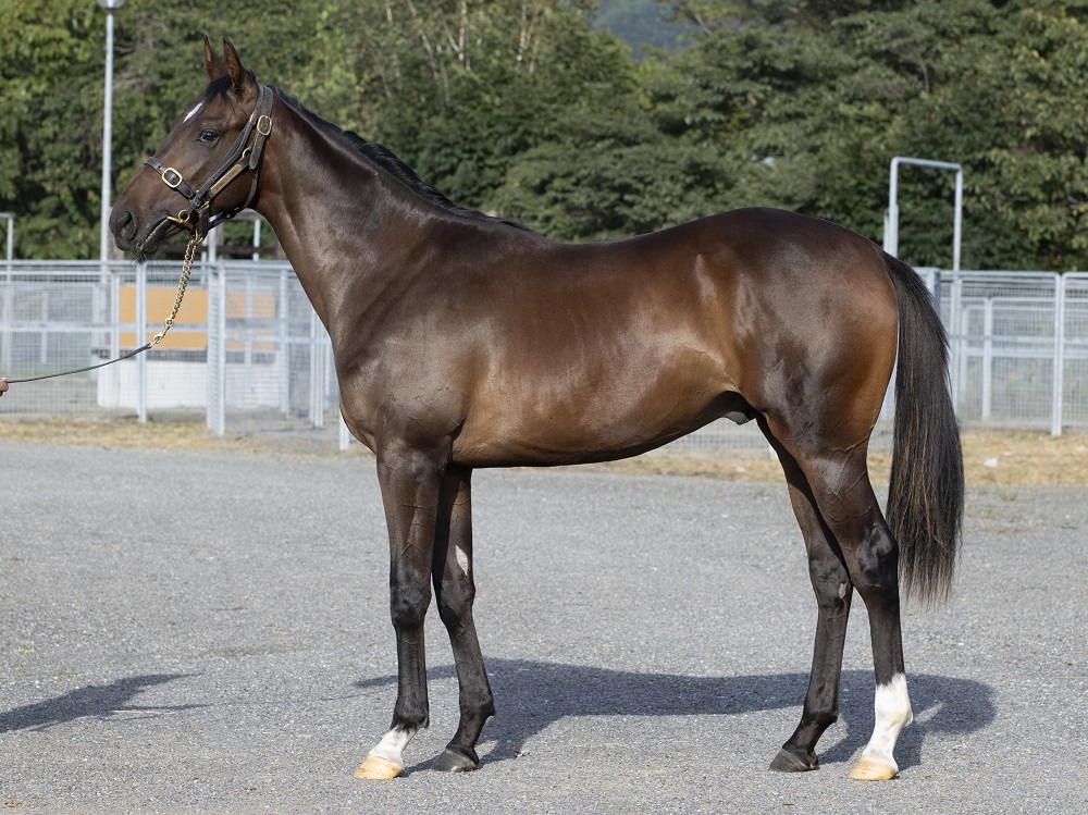 エスコフィオン22