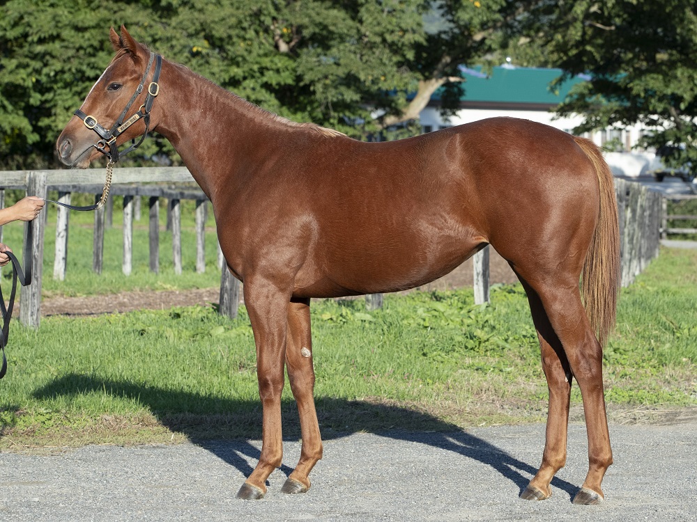 シゲルゴホウサイ22