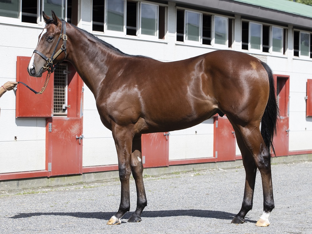 フローレンスガール22