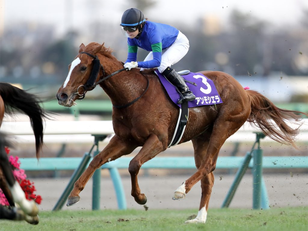 アンモシエラ231228