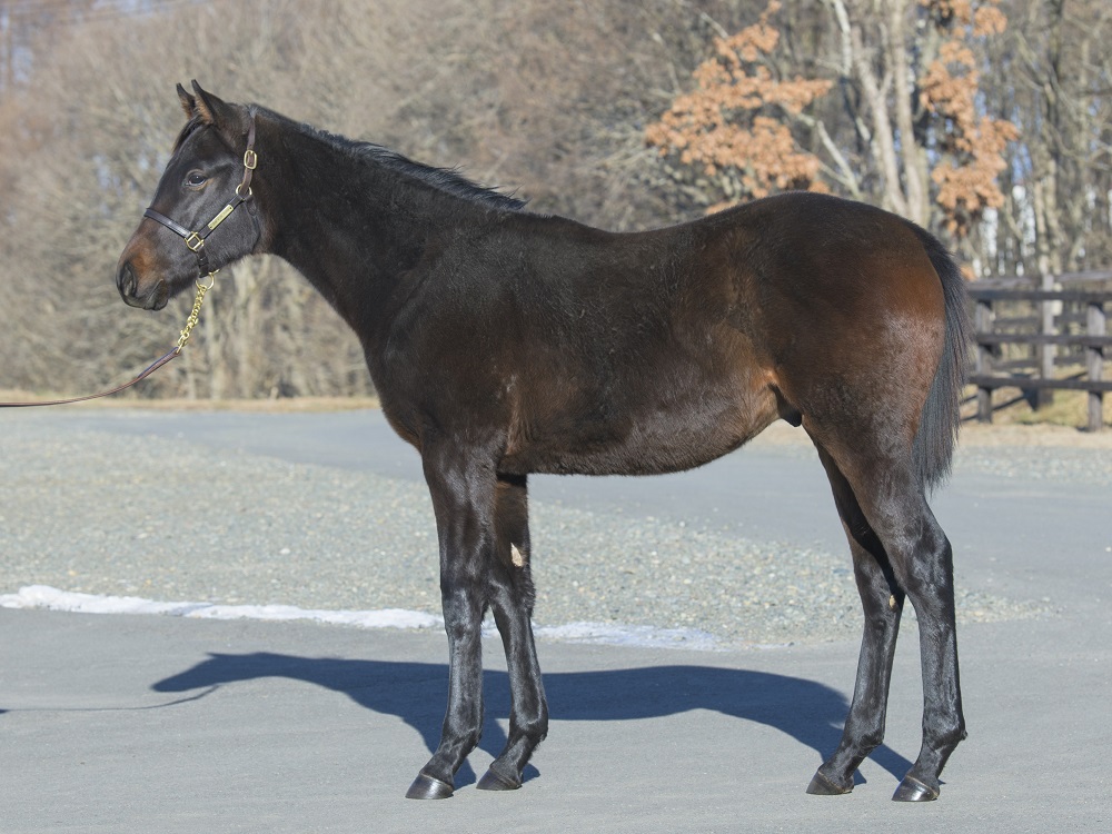 ブレイヴフィート23