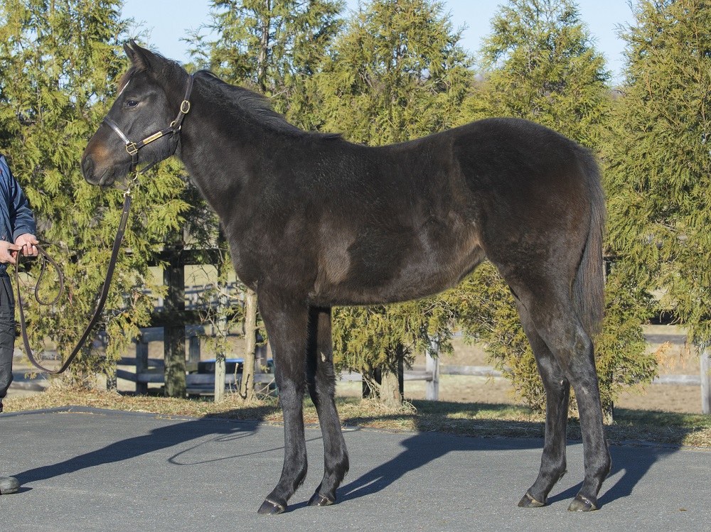 マストバイアイテム23