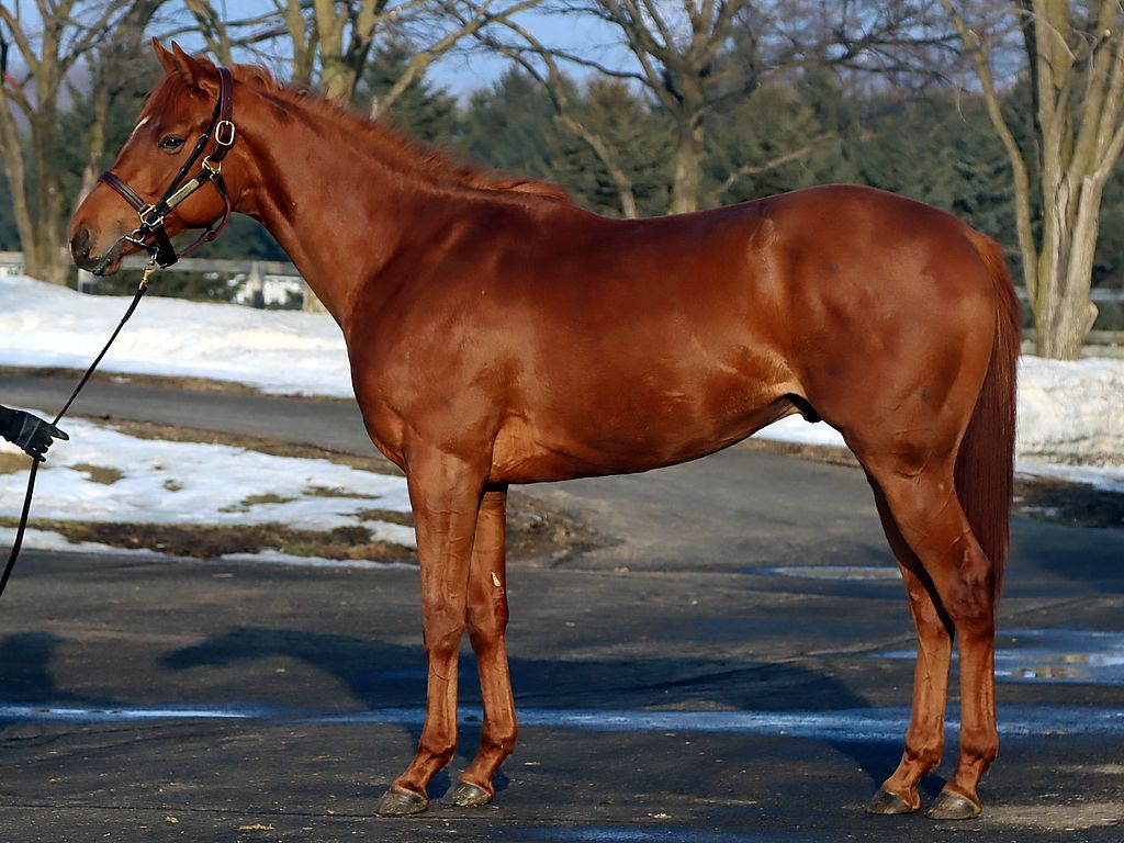 コンフォルツァ2402