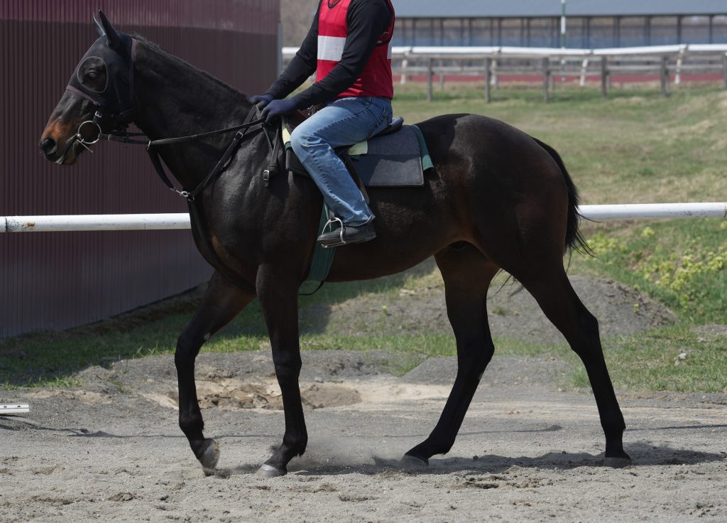 カハンガハンガ240419