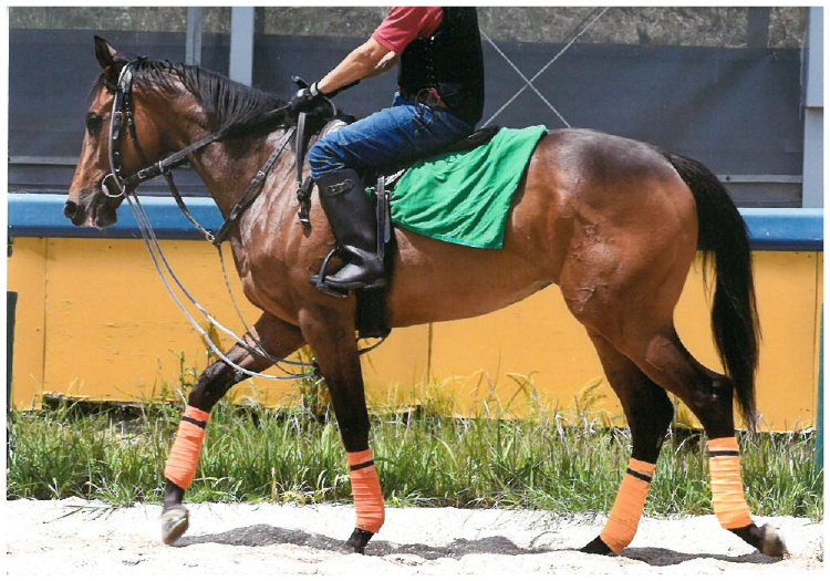 ギザキズラヴ240531