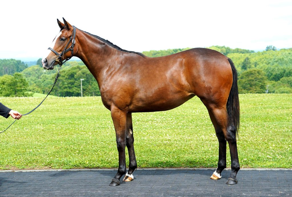 ポーレット募集時写真