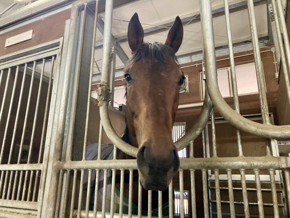 ブラックジェダイト250219