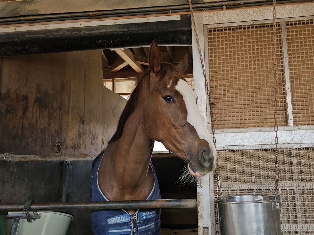 スウィープフィート250226